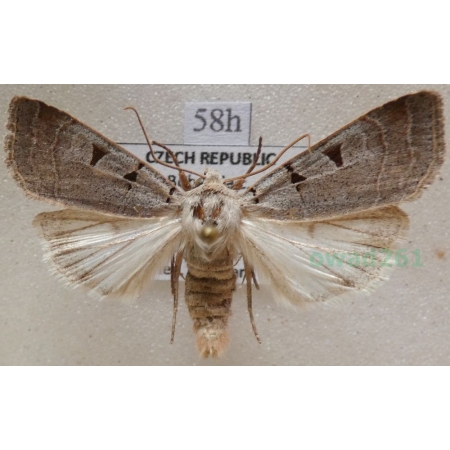 Eugnorisma glareosa (Esper, 1788) Czech58h